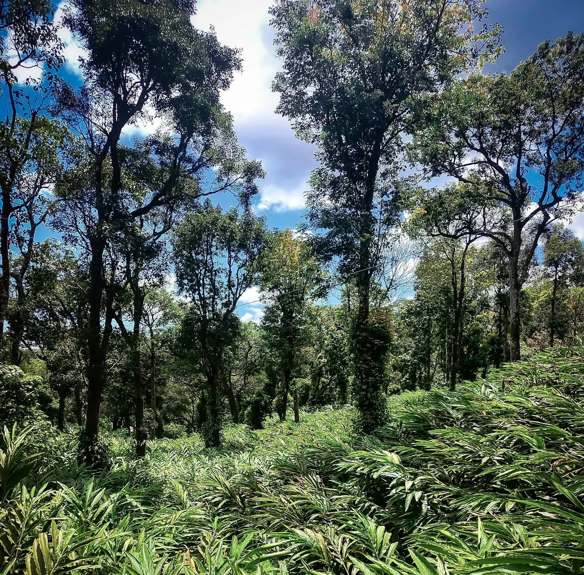 Cardamom Mountains – Natur & Abenteuer im wilden Westen Kambodschas